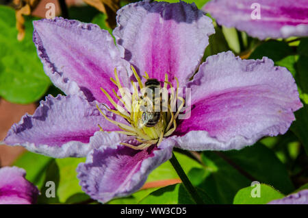 Ein Honey Bee Pollen sammeln Auf einem Clematis blühen Stockfoto
