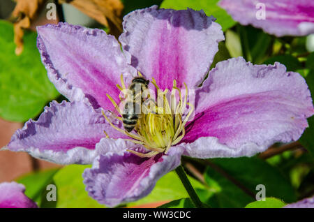 Ein Honey Bee Pollen sammeln Auf einem Clematis blühen Stockfoto