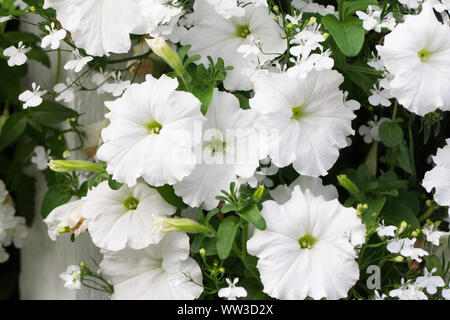 Petunia F1 easy Wave weißen Blüten. Stockfoto