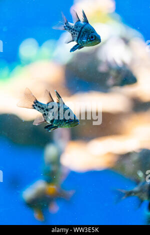 Sphaeramia orbicularis, orbiculate cardinalfish - Seefische Stockfoto