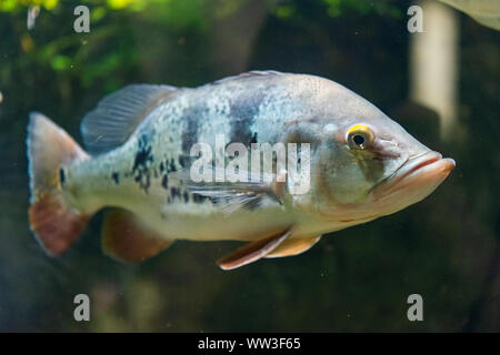 Fisch Schmetterling Peacock Bass - Cichla ocellaris Stockfoto