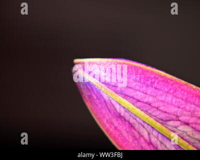 Eine bunte closeup Makro Foto von einem Ungeöffneten bud-Blume eines orientalischen rosa Lilie (STARGAZER) Lilium orientalis Stockfoto