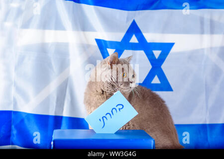 Süße Katze und Abstimmung, am Wahltag über Israel Flagge Hintergrund. Hebräische Text ich auf Wahlschein gestimmt. Freiheit Demokratie Konzept. Kreativ lustig Bild für Tag der Wahl in Israel. Stockfoto
