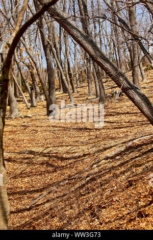 Petrova Cordon. Lazovsky Nature Reserve, sikhote-alin Mountain Range. Primorski Krai. Russland, Asien Stockfoto