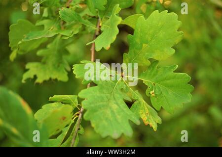 Grüne Eichenlaub auf Zweig in den Wald. Stockfoto