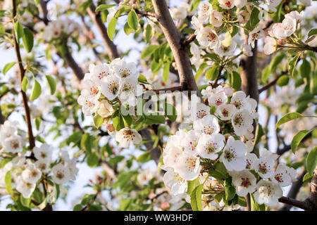 Blühende Birnbaum in den Sonnenuntergang Strahlen Stockfoto