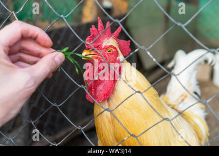 Hahn in einem Käfig erreicht für grüne Gras in der Hand eines Mannes. Stockfoto