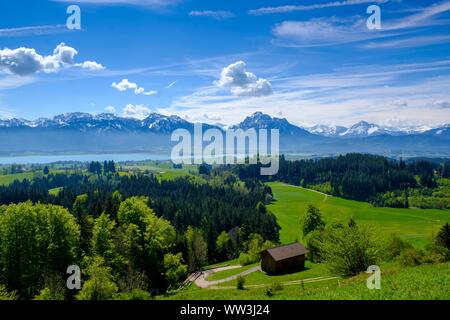 Blick aus dem Buch an Zwieselberg Berg, über den Forggensee zu den Alpen, in der Nähe von Weißenburg, Ostallgau, Allgäu, Schwaben, Deutschland Stockfoto