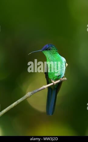 Violett-capped woodnymph (Thalurania glaucopis) auf Zweig, Atlantischer Regenwald, Staat Sao Paulo, Brasilien Stockfoto