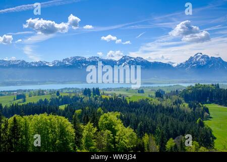 Blick aus dem Buch an Zwieselberg Berg, über den Forggensee zu den Alpen, in der Nähe von Weißenburg, Ostallgau, Allgäu, Schwaben, Deutschland Stockfoto