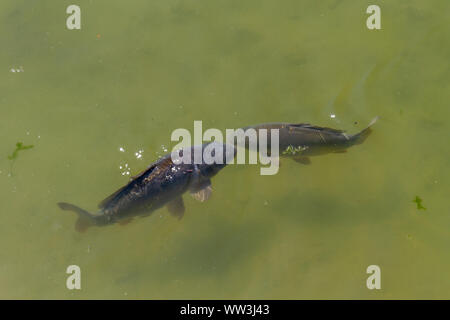 Fische, die in den Kanal zum Schloss Nymphenburg (Schloss Nymphenburg), München, Bayern, Deutschland. Stockfoto