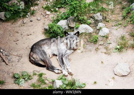 Ein Timberwolf, Canis lupus lycaon, auch genannt Eastern Wolf, Great Lakes Wolf oder Algonquin Wolf, die die Gegend beobachtet Stockfoto