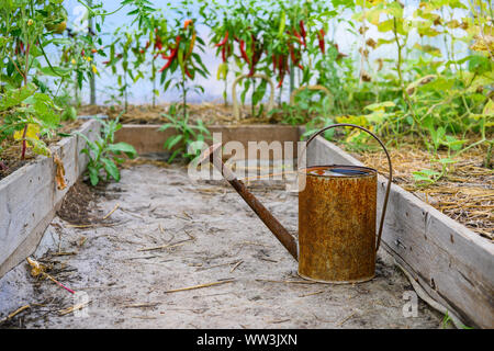 Alte, rostige Gießkanne im Gewächshaus. Stockfoto