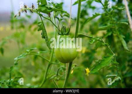 Unreife grüne Tomaten wachsen auf den Garten ausgestattet. Tomaten im Gewächshaus mit der grünen Früchte. Die grüne Tomaten auf einem Zweig. Stockfoto