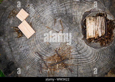 Querschnitt der Baumstamm., Nahaufnahme Holz schneiden Textur Stockfoto