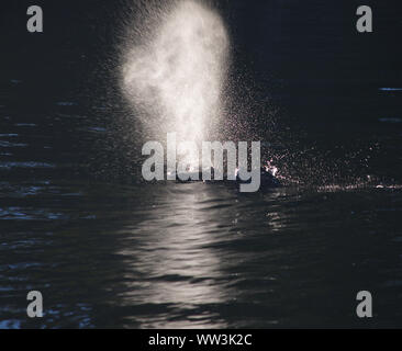 Hippopotamus Abschiebung von Wasser durch die Nase Stockfoto