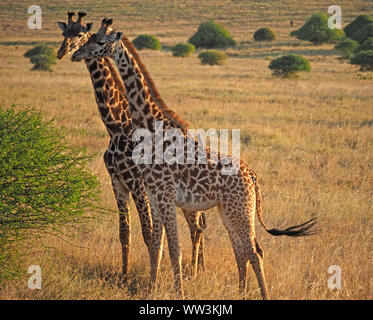 Abendlicht auf zwei Masai Giraffen (Giraffa Camelopardalis tippelskirchii) Gemeinsam im Bush Land der Nationalpark Nairobi, Kenia, Afrika Stockfoto