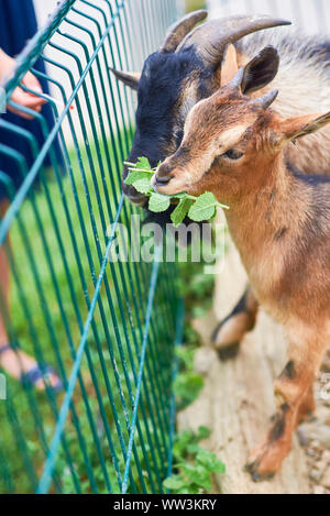 Zwei Ziegen, Erwachsenen und Zucht, beweidung vor einem Bauernhof Zaun. Stockfoto