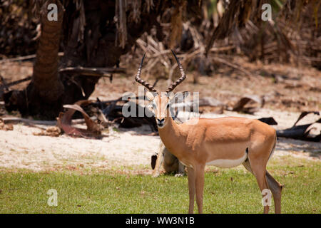 Einzelnen erwachsenen männlichen common Impala am Ufer des Sees Nzerekera Stockfoto