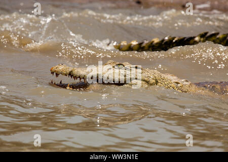 Eine bedrohliche Nil Krokodil taucht in das Wasser des Sees Nzerakera, Tansania Stockfoto