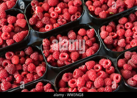 Rote Himbeeren in Körben auf einem stand auf einem Bauernmarkt, Ansicht von oben Stockfoto