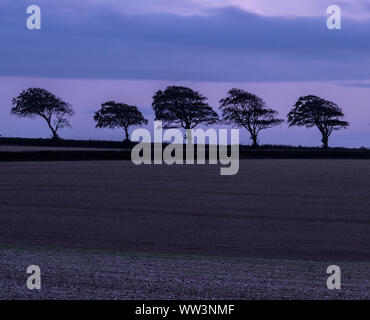 Rousdon, Devon, 12. September 2019. UK Wetter: Der zunehmende Mond leuchtet auf einem Stimmungsvollen herbstlichen Himmel in ländlichen East Devon. Eine Reihe von fünf Buche Bäume sind in der Dämmerung. Am Freitag eine volle Harvest Moon wird in Großbritannien zu sehen sein. Credit: Celia McMahon/Alamy Leben Nachrichten. Stockfoto