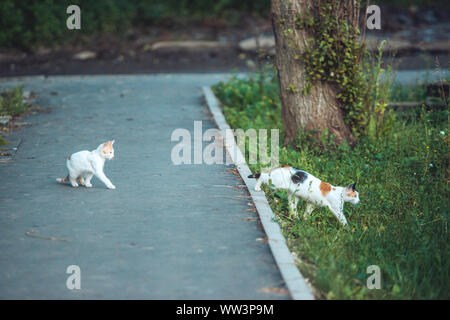 Zwei hoffnungslos gefleckten Kätzchen spielen auf der Straße vor dem Hintergrund von Asphalt und ein grünes Gras. Stockfoto