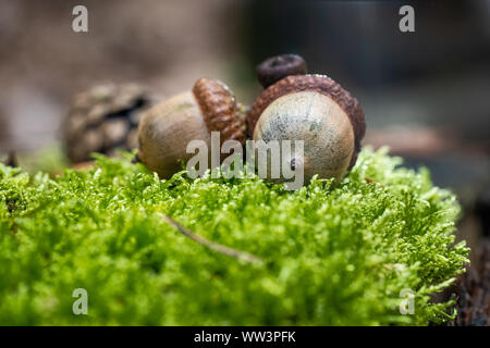 Hintergrund mit Herbst Eicheln und Blätter closeup. Eicheln Makro. Eicheln auf der Rinde eines Baumes bedeckt mit Moos. Stockfoto