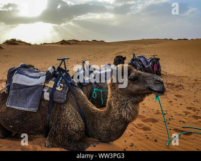 Marokko zwei Kamel in der Wüste Sahara in Merzouga Stockfoto
