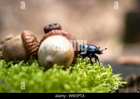 Die ordentliche, schwarzer Mistkäfer (Geotrupes Eulen) in einer niederländischen Wald, Wandern zwischen den frischen grünen Moos und die Rinde eines alten Baumes st Stockfoto