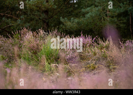Lila gemeinsame Heidekraut (Calluna vulgaris) Blühende Heidekraut Feld in den Niederlanden Nationalpark, Blumenwiesen im August Stockfoto