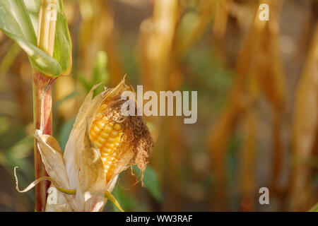 Nahaufnahme und ausgewählten Schwerpunkt an reife Maiskolben auf Mais Anlage mit unscharfen Hintergrund der landwirtschaftlichen Feld und goldenes Sonnenlicht im sonnigen Tag Sommersaison. Stockfoto