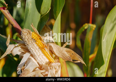 Nahaufnahme und ausgewählten Schwerpunkt an reife Maiskolben auf Mais Anlage mit unscharfen Hintergrund der landwirtschaftlichen Feld und goldenes Sonnenlicht im sonnigen Tag Sommersaison. Stockfoto