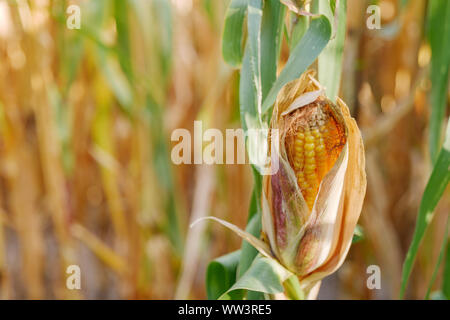 Nahaufnahme und ausgewählten Schwerpunkt an reife Maiskolben auf Mais Anlage mit unscharfen Hintergrund der landwirtschaftlichen Feld und goldenes Sonnenlicht im sonnigen Tag Sommersaison. Stockfoto