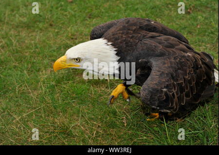 Weisskopfseeadler in Burg und Festung Regenstein Stockfoto