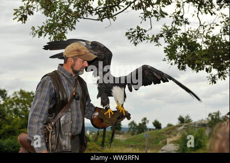 Weisskopfseeadler in Burg und Festung Regenstein Stockfoto