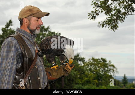 Weisskopfseeadler in Burg und Festung Regenstein Stockfoto