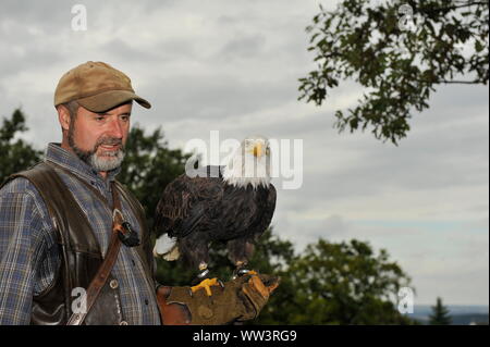 Weisskopfseeadler in Burg und Festung Regenstein Stockfoto