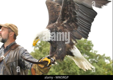 Weisskopfseeadler in Burg und Festung Regenstein Stockfoto