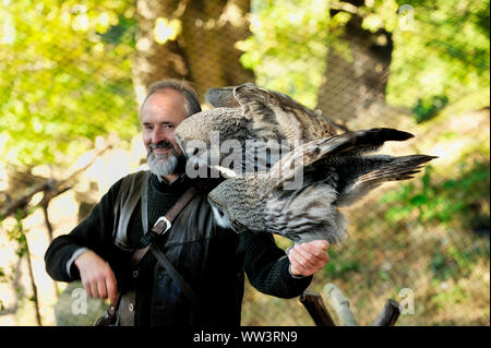 Eule in Burg und Festung Regenstein. Grabens der Eulen (Athene cunicularia) über die Ist-Barsch.. Stockfoto