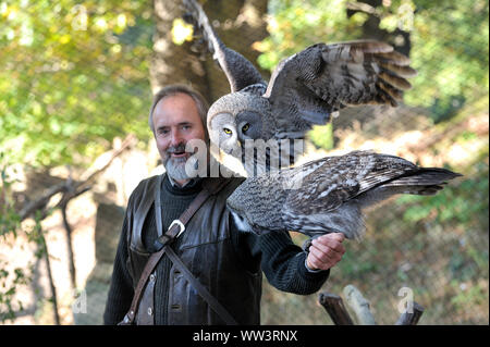 Eule in Burg und Festung Regenstein. Grabens der Eulen (Athene cunicularia) über die Ist-Barsch.. Stockfoto