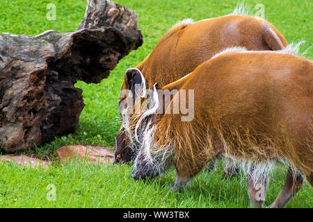 Der Red River hog (Potamochoerus Porcus), auch als die Bush pig genannt, ist eine wilde Mitglied der Familie der Schweine leben in Afrika Stockfoto