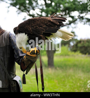 Weissseeadler in Burg und Festung Regenstein Stockfoto