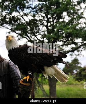 Weissseeadler in Burg und Festung Regenstein Stockfoto