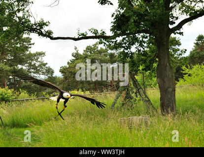 Weissseeadler in Burg und Festung Regenstein Stockfoto