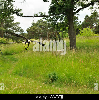 Weissseeadler in Burg und Festung Regenstein Stockfoto