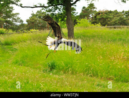 Weissseeadler in Burg und Festung Regenstein Stockfoto