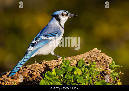 Einen Blue Jay thront auf einem anmelden. Stockfoto