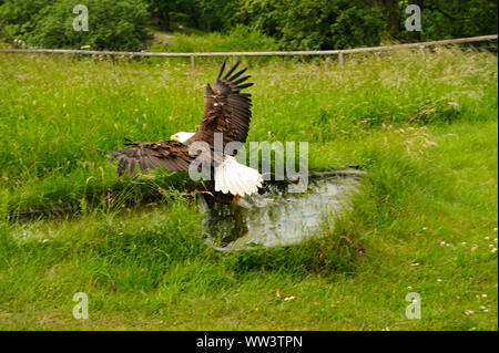 Weissseeadler in Burg und Festung Regenstein Stockfoto