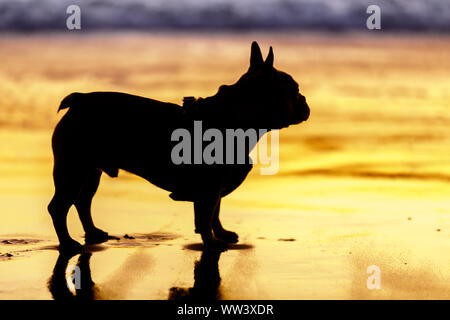 Frenchie, stehend auf einem Sandstrand. Stockfoto